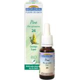 PIN SYLVESTRE